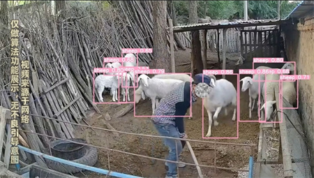AI視頻監(jiān)控在飼養(yǎng)場的應(yīng)用：智能守護每一份安心